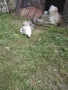 Мини кохин бобтейл, снимка 7