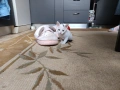Подарявам коте за осиновяване, снимка 3