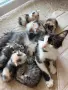 Домашно Ангорско Котенце + Доставка 50 евро, снимка 13