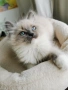 Ragdoll рагдол/регдол  котe , снимка 9