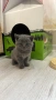 Британски котета, снимка 4