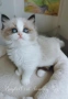 Ragdoll рагдол/регдол  котe , снимка 5