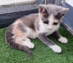 Подарявам малко котенце, снимка 1