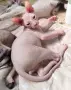 чистокръвно Дон Сфинкс момченце , снимка 4
