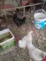 Млади петли на пет месеца , снимка 4