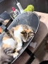 Подарявам котка, снимка 6