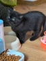 Малки шотландски котенца , снимка 14