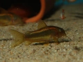 Сомче, сомче corydoras gold laser, gold stripe, снимка 9