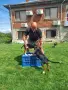 Продавам трицветни гончета, снимка 6