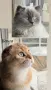 Британски котета , снимка 5
