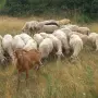 продават се 60 броя овце, снимка 1