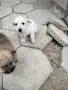 Малки кученца си търсят добър стопанин , снимка 9