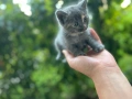Котенца, снимка 3