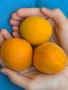Продавам кайсии на едро., снимка 4