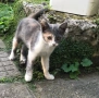 Малко коте, котенце, снимка 2