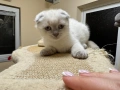 Шотландски късокосмести котенца, снимка 3
