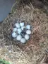 Оплодени яйца от Патици Каюга, снимка 5