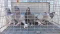 Продавам гълъби Мардини-Турски млади , снимка 1