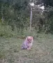 Померан уникалени мини шпицове, снимка 2