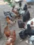 Домашни кокошки, снимка 1