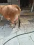 Юница "Джерсе". , снимка 5