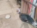 Неми и крякащи патици, петли, токачки. , снимка 7