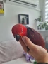 ръчно хранени папагали Еклектус , снимка 4
