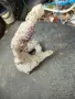 Вкаменелост от морето , снимка 1
