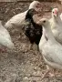 Продавам пиленца , снимка 2