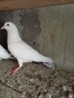 продавам гълъби, снимка 2