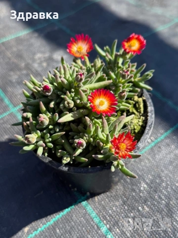Делосперма , снимка 4 - Градински цветя и растения - 53998533