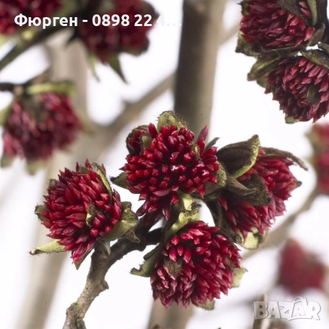 Персийско желязно дърво - Parrotia persica, снимка 4 - Разсади - 54974456