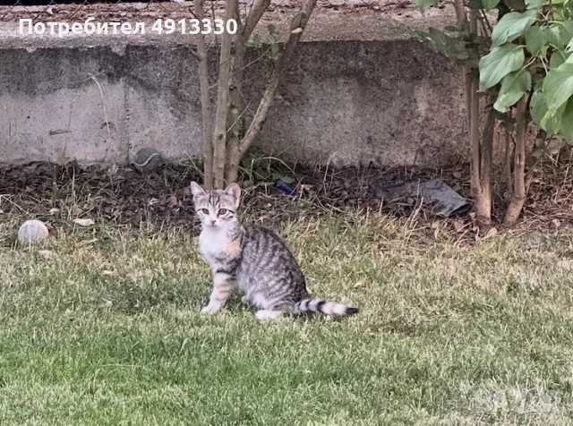 Подарявам 4 котета, снимка 2 - Други - 55600691