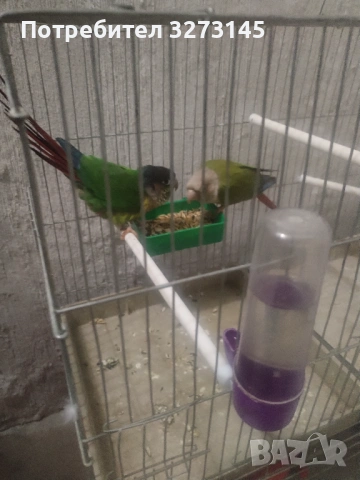 Птици, снимка 4 - Папагали - 54191099