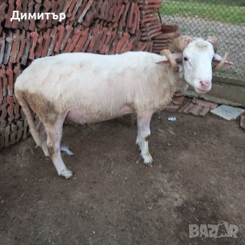 продавам 10 овце овен 3кози, снимка 5 - Овце - 54887230
