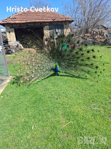 Паун индийски и чернокрил