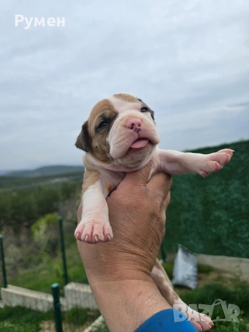 Американски стафордшир териер , снимка 16 - Американски стафордширски териер - 54059702