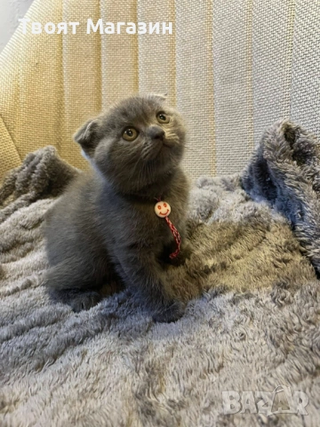 Сиво британско-шотландско момиче – социализирано и игриво, снимка 2 - Други - 54029377