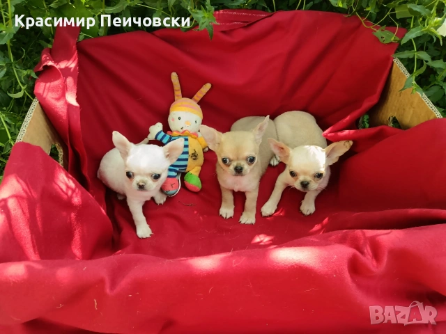 предлагам чихуахуа. 