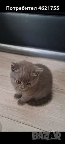 Британски котенца , снимка 3 - Британска късокосместа - 55332864