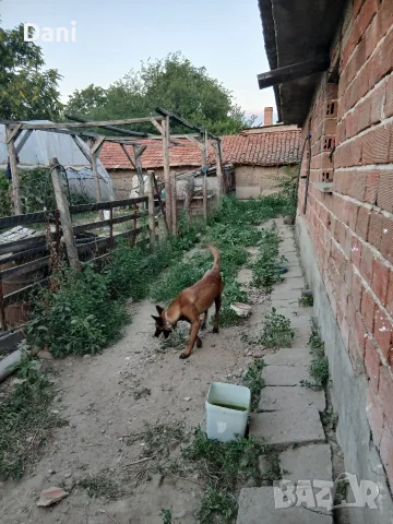 Malinova Belgiska Ovcarka