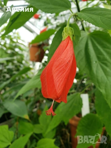 Хибискус Малва Hibiscus malvaviscus, снимка 2 - Стайни растения - 55048571