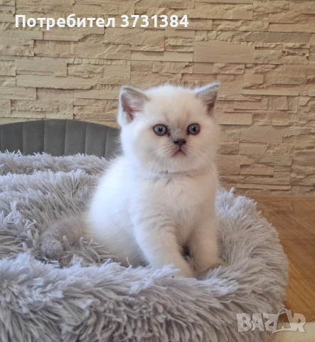 Британски колорпойнт котета, снимка 6 - Британска късокосместа - 54565007