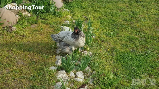 Брами ,яйца ,пилета и големите, снимка 9 - Кокошки и пуйки - 54263198