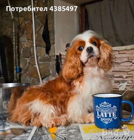 Момчета кавалер Кинг Чарлз шпаньол, снимка 2 - Шпаньоли - 55417745