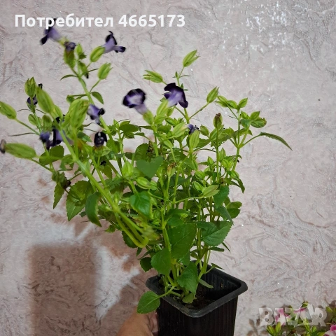 Комплект Цветя Торения, снимка 12 - Градински цветя и растения - 54886857