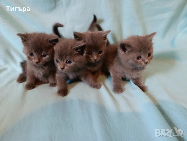 Котета - порода Руска синя котка !
