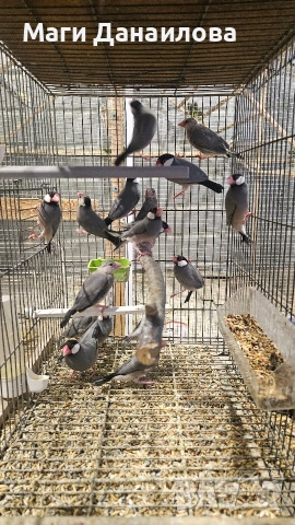 Свободни папагали, снимка 11 - Папагали - 54031471