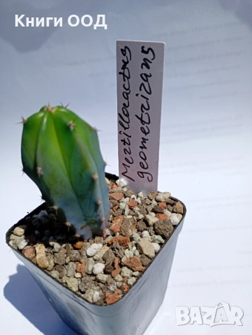 Myrtillocactus geometrizans 5.5cm €3,00, снимка 2 - Стайни растения - 54736213