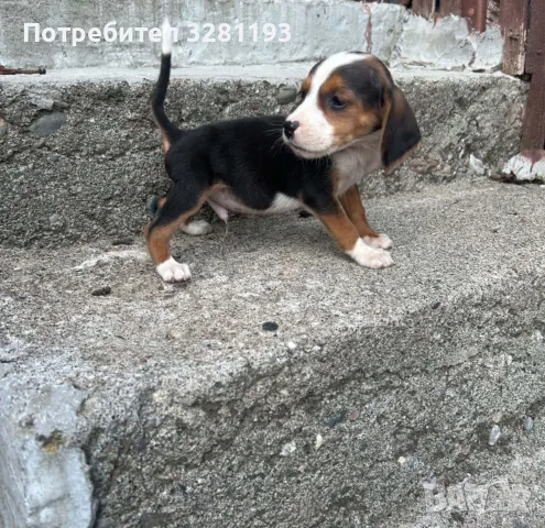 Трицветни гончета, снимка 6 - Гонче - 55666913